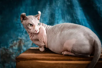 Лысый сморщенный кот сфинкс, лысый …» — создано в Шедевруме