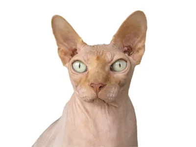 Сфинкс кошка: фото, характер, описание породы
