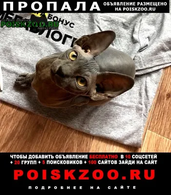 Постер Лысый кот сфинкс ❤ — купить по выгодной цене на «Все Футболки.Ру» |  Принт — 2856005 в Санкт-Петербурге