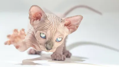 Постер: недовольный кот сфинкс, на А3 — купить в интернет-магазине по  низкой цене на Яндекс Маркете