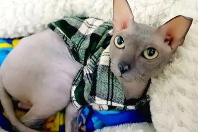 Лысый кот с дырами вместо глаз стал звездой Instagram (ФОТО 18+) | СТОЛИЦА  на Онего