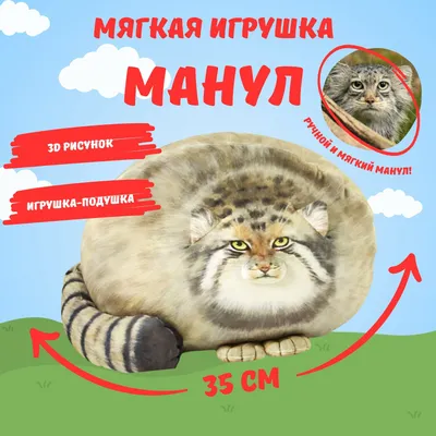 ✓ Манул – степной дикий кот, отшельник-одиночка - YouTube