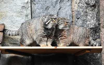 Животные Каракольского зоопарка: Манул или палассов кот » PHOTO.KG -  новостная, репортажная и стоковая фотоинформация