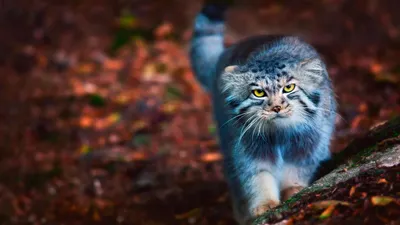 Манул — самый харизматичный хищный кот | Manul cat, Rare cats, Pallas's cat