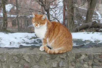 Мартовский кот. | Пикабу