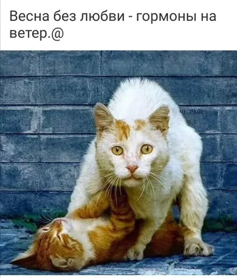 В Москве раньше времени начали кричать мартовские коты - Мослента