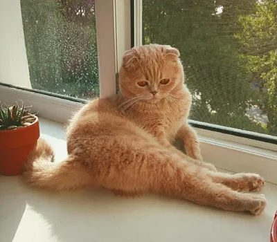 Вот он какой мартовский кот (из недалекой деревни ) :: Николай Зернов –  Социальная сеть ФотоКто