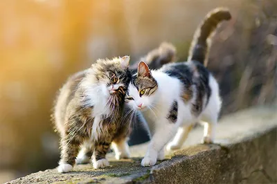 Мартовский кот: как понять, что домашний питомец «загулял» | Приключения  натуралиста | Дзен