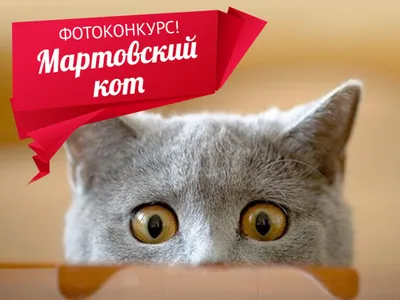 Мартовский кот — Сообщество «Фотография» на DRIVE2