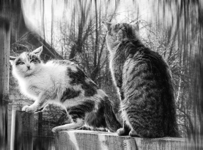 Фотография Мартовский кот, автор Александр Олешкевич