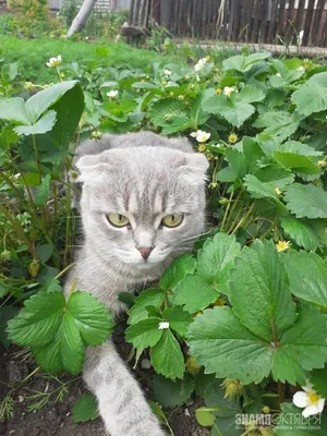 Фотоконкурс «Мартовский кот» от «МК в Хабаровске»