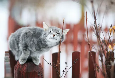 Акция \"Мартовский кот\": скидки на кастрацию котов и кошек