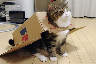 Самый популярный кот на YouTube и ничем не примечательная коробка