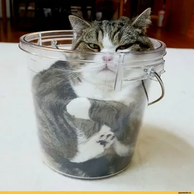 Большая сибирская серая кошка маруся» — создано в Шедевруме