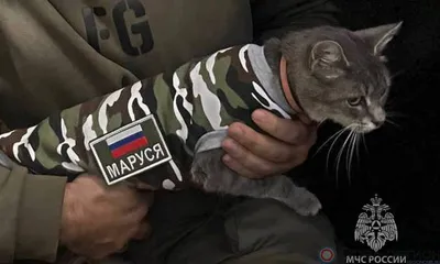 Наблюдаем за животными: что делают коты, чтобы не скучать - 7Дней.ру
