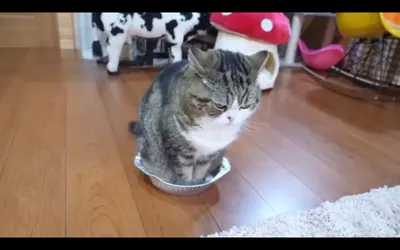Кот Мару решил вздремнуть в маленькой алюминиевой миске (видео) | О кошках  и не только | Дзен
