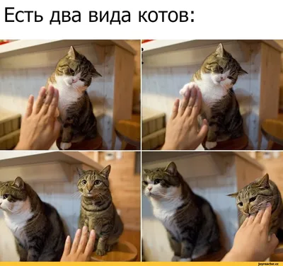 Кошка Маруся в добрые руки, 4 года, Москва Объявление  #6010a7fc415e9d1453efab69