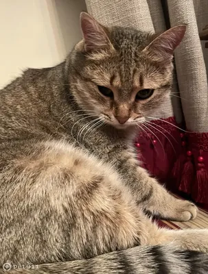 Funny Videos Cat Maru | Смешные видео кот Мару - YouTube