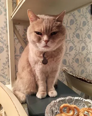 Маруся в конкурсе «Самый красивый кот-2017»