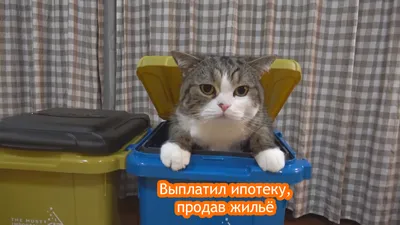 Кошка Мару купить на Зозу.ру
