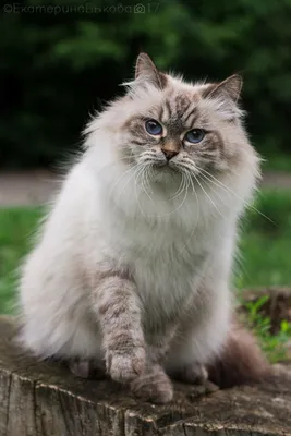 Невская маскарадная кошка: все о кошке, фото, описание породы, характер,  цена