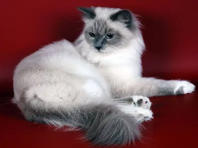 Невская маскарадная кошка: всё о породе | Bookipet | Дзен
