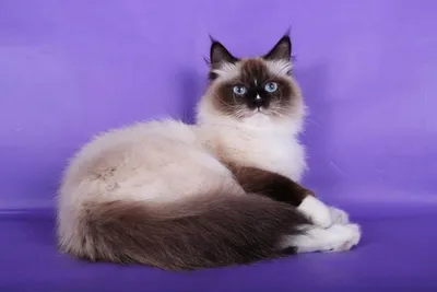 Невская маскарадная кошка фото, питерский карнавальный кот с голубыми  глазами | Кошки - кто они?