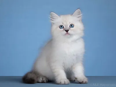 Невская маскарадная кошка Олимпия Ненаглядная Красота