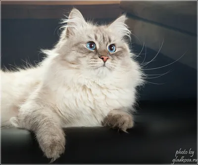 Невский маскарадный кот, полностью, …» — создано в Шедевруме