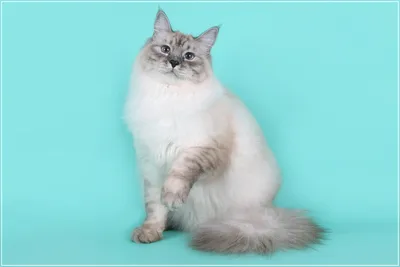 Сибирский Невский маскарадный кот - купить, продать или отдать на Kinpet