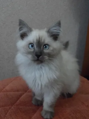 Mona Hakuna Matata - Невские маскарадные и сибирские кошки Hakuna Matata