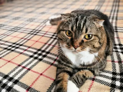 Разрешите представиться: кот Матвей!😺✌️ Ищу уютный уголок или место на  полочке. Коротко о себе: неприхотлив, не ору, не гадю, мебель не… |  Instagram