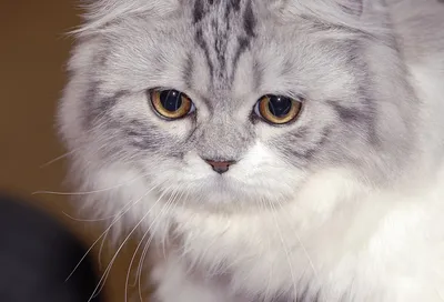 Это - Чеширский кот. Его зовут... - Александра Медведева | Facebook