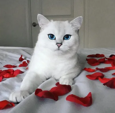 Кот, который гулял сам по себе. :: Светлана Ивановна Медведева – Социальная  сеть ФотоКто