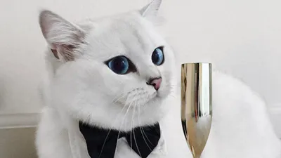Кот с самыми красивыми глазами покорил сотни тысяч интернет-пользователей  (3)