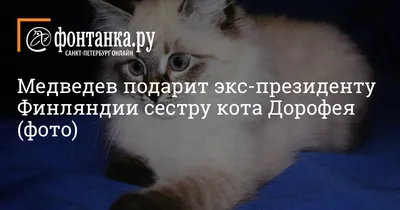 Самый усатый кот России, а также три кошки, две собаки, попугай и шиншилла  - новые участники конкурса \"Котопес и К\" - ТИА