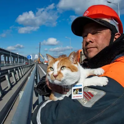 Кот мостик фото 