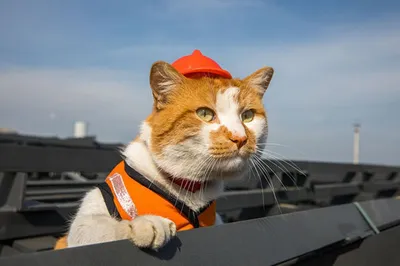 Как живет символ Крымского моста кот Мостик | Пикабу