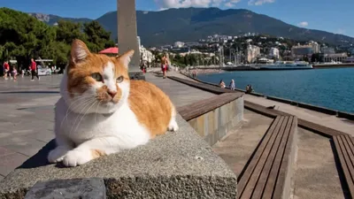 Коты с углем: Мостик — о спасении таманских котят | Кот Мостик | Дзен