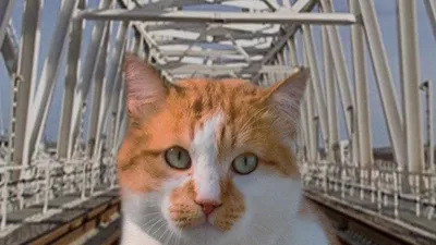 Друзья, без паники». Кот Мостик рассказал о восстановлении Крымского моста  | Ямал-Медиа