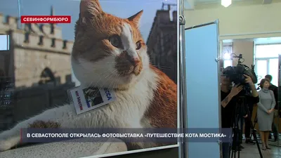 Символ Крымского моста кот Мостик меняет профессию - YouTube