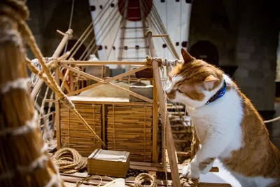 Как живет символ Крымского моста кот Мостик | Пикабу