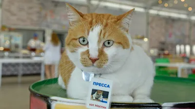 Талисман Крымского моста кот Мостик побывал в «Орленке» - Общество -  Новости Кубань-информ