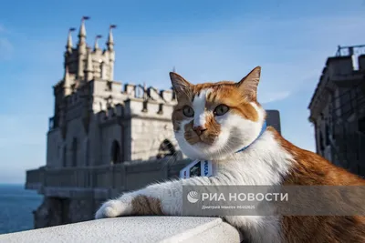 На опоре Крымского моста нарисовали граффити с котом Мостиком и псом Цыганом