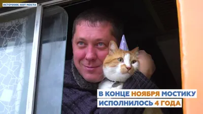Как кот Мостик проведёт новогодние праздники - Крымский Журнал – главный  навигатор по Крыму!