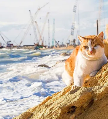Дом, друзья и любимая работа: как крымский кот Мостик встретил день  рождения — РТ на русском