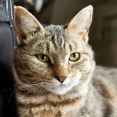 Кинографический кот мурзик стоящий на…» — создано в Шедевруме