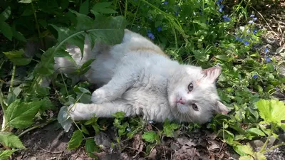 Уличный кот Мурзик. Бывший домашний. Сначала был на самовыгуле, а потом  переехал жить на улицу. Кот классный😊 Конечно его изрядно жизнь… |  Instagram