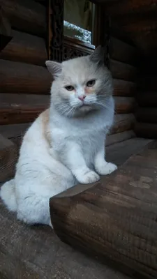Пропал кот Мурзик на Звёздной улице, Воронеж | Pet911.ru