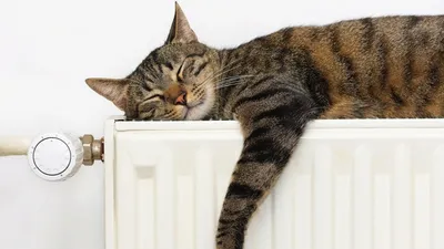 🐱Не вредно ли, если кошка спит на батарее? | Нос, хвост, лапы | Дзен